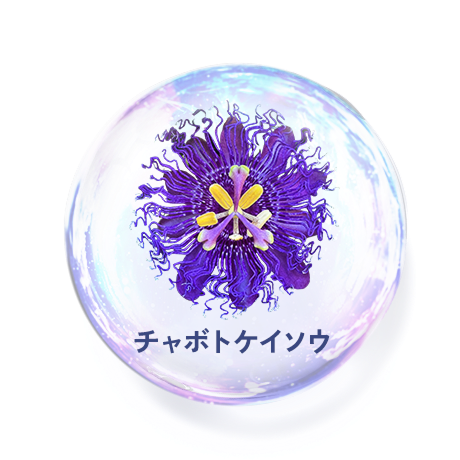 チャボトケイソウ