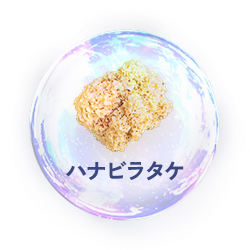 ハナビラタケ